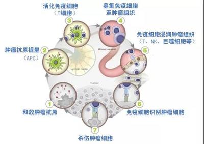 柬埔寨免疫抗癌藥物“依維卡”近日獲得國家藥監(jiān)局批準(zhǔn)開展臨床試驗資格