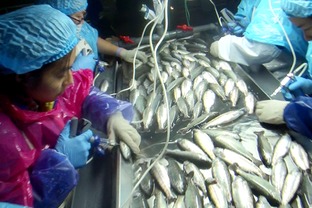 海水養(yǎng)殖魚類病害防控生物制品研發(fā)與應用 項目通過階段驗收