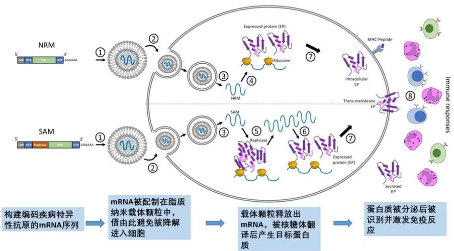 mrna疫苗研發(fā)與接種全攻略